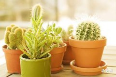 73年属牛52岁大劫,属牛1973年今年多大