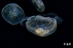 康熙字典五行属土的字,五行缺土女孩名字大全集