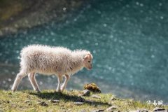 55年属羊沙中金命吉祥数字与婚配指南