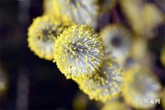 27岁是弱冠之年吗,弱冠之年指几岁到几岁