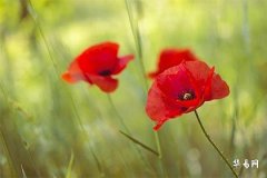 木命旺财颜色与饰品选择指南