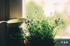 为什么说不给清明节出生的人算命