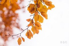 2006年属狗是什么命,06年几月狗最有福气