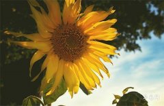 2025五行属木的字有哪些适合女孩,五行属木的女孩小名