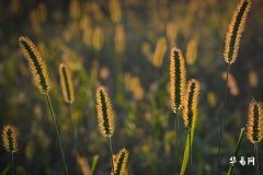 2025五行缺金的男孩名字免费,缺金男孩名字2025最旺