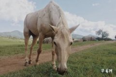 2014年属马沙中金命带什么运气好