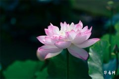 属狗的是哪一年出生,94年狗一生婚姻状况