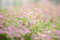 2007年几月猪命好,2007属猪一生学业运