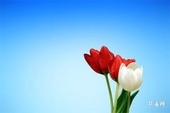 订婚后过年女方要去男方家拜年吗？看这里的解答