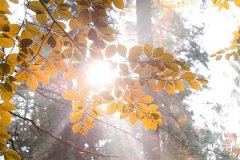 本命年真的会很倒霉吗,77年属蛇2025年运势如何