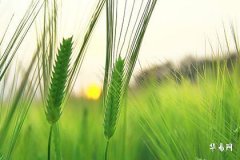 辟邪葫芦挂在客厅东南方好吗?风水布局与功效解析