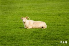 沙中金羊是什麼命