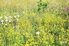 木命一生中缺少什么：五行平衡之道