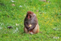 92年属猴剑锋金命：旺财行业与饰品选择指南