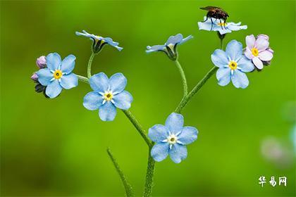 对媳妇不好的生肖婆婆