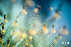 2007年属猪是什么命,2007年属猪男孩一生运势