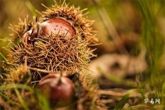 叫嫣的女人命运