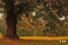 已婚桃花运一般需要几年才能好转