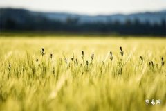 订婚后过年要给女方亲戚送礼吗？礼物推荐及礼仪解析