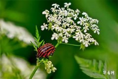 伤官女弱点：性格剖析与全面理解