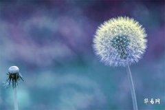 70年属狗大忌颜色,1970狗在2026以后十年大运