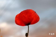 小运播报每日运势2023年11月21日十二生肖今日运势