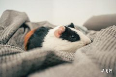 84年属鼠海中金命是什么意思