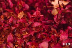 结婚第一年过年要穿红色吗？文化传统与现代习俗的差异