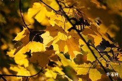 纳采问名纳吉纳征请期亲迎的深层文化内涵