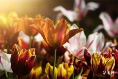 70年属狗哪年横财最旺,1970属狗走大运在哪一年