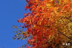 70年属狗死于哪一年,55岁属狗2025有灾难没有