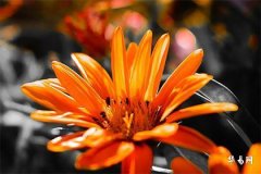 1975属兔最佳配对, 1975属兔50岁以后运气