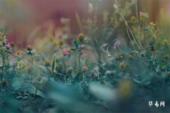 1989年木命与1992年金命：性格命运深度解析