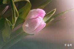 本命年怎么破解霉运,2026横财最旺的生肖女