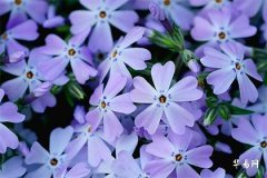 纳采订盟是什么意思,深度解读传统婚礼文化