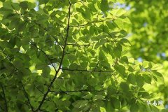 1970属狗人晚年凄凉吗,70年属狗56岁有坎坷有没有