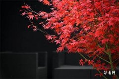 1970女狗到2026运气,女70年狗在56岁转大运