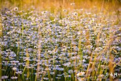 男子及笄之年是指多少岁,古代女子及笄是多少岁