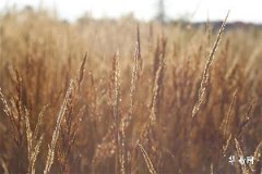 本命年為什麼不過生日,蛇年不能過生日的原因