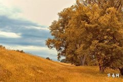 1991年土命和1988年木命婚姻好吗